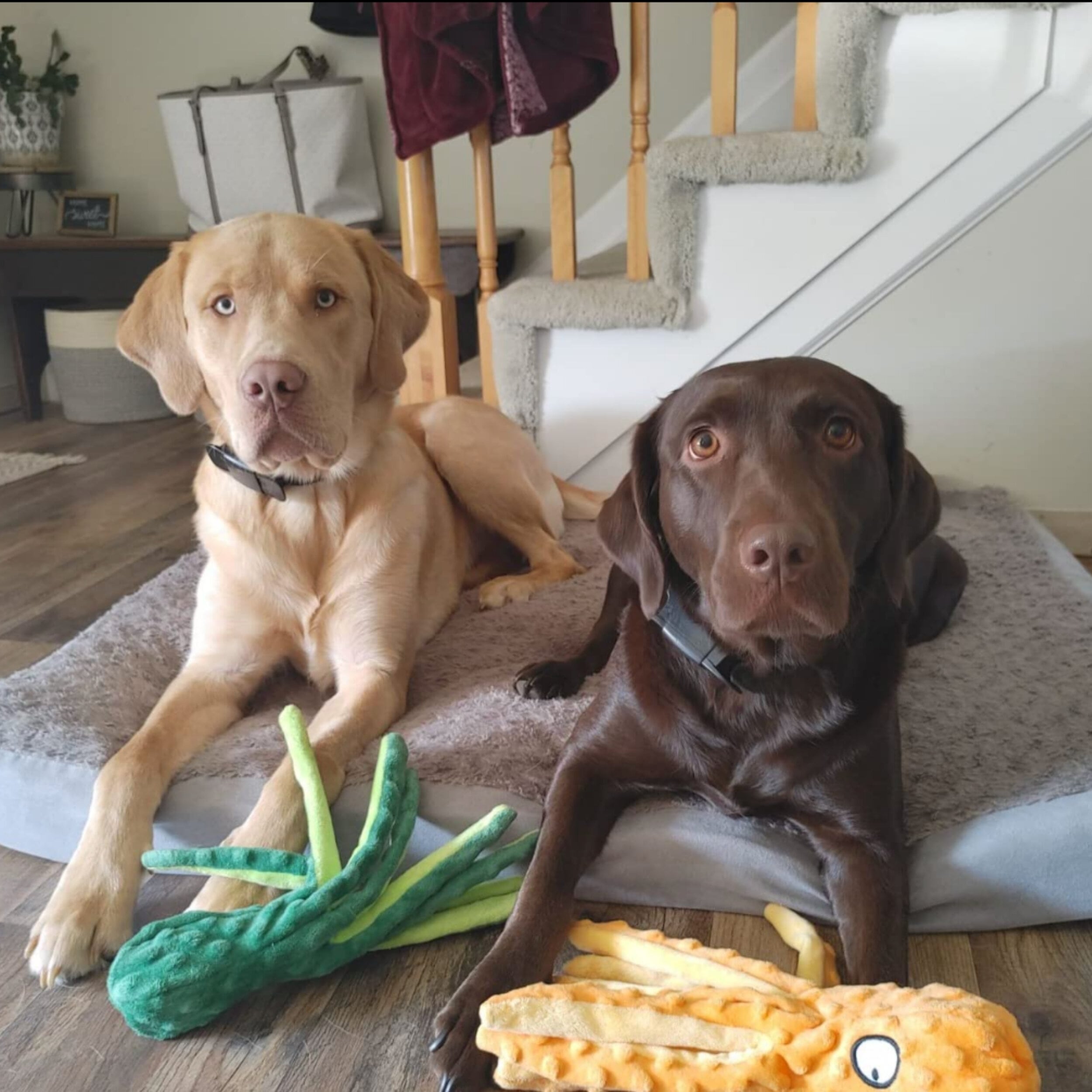 Jouet poulpe résistant à la mastication - Ultra-Résistant : Le Compagnon Indestructible pour gros Mâcheurs