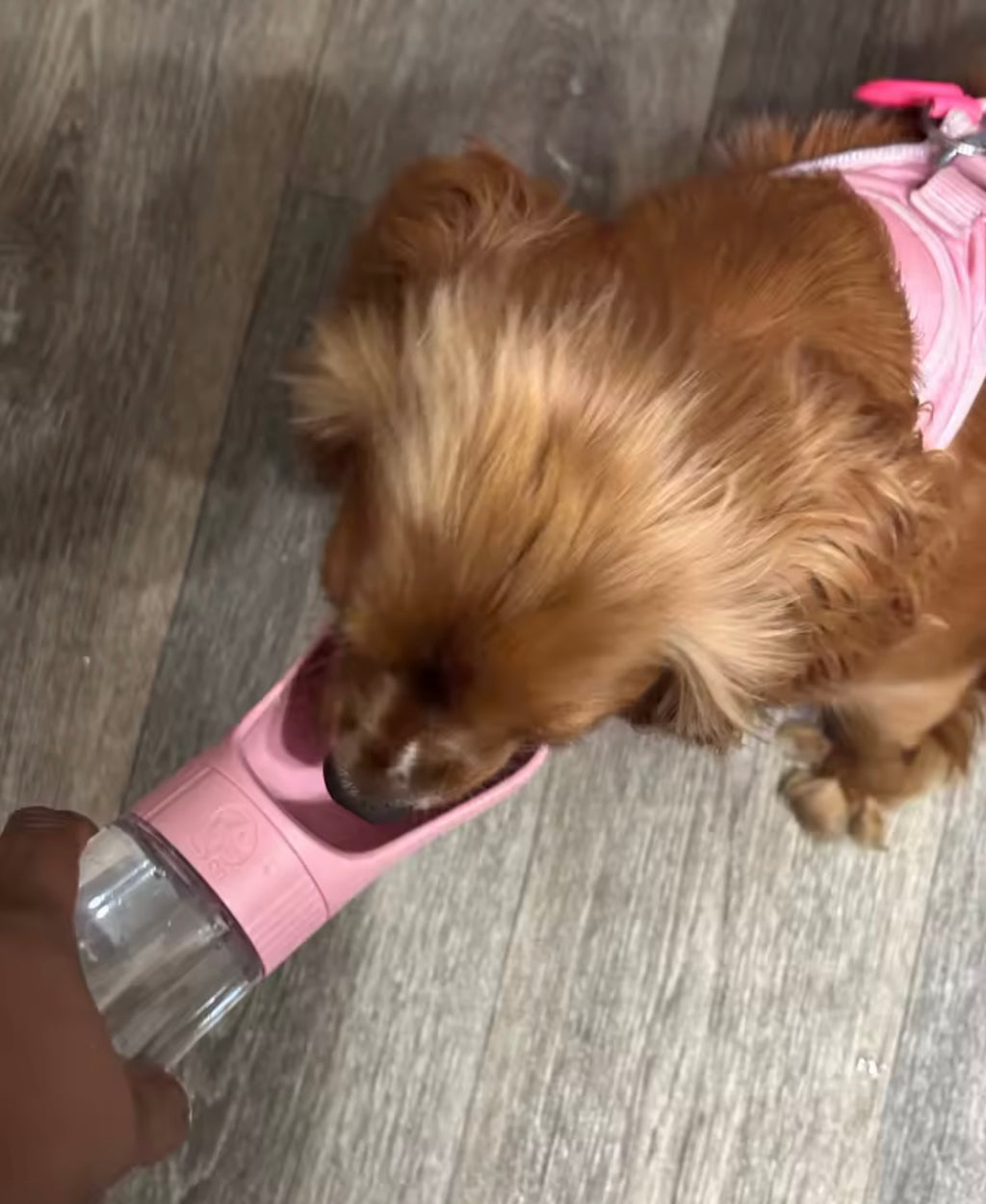 Gourde Portable 2-en-1 pour Chien et Chat - Distributeur d'Eau et Croquettes.