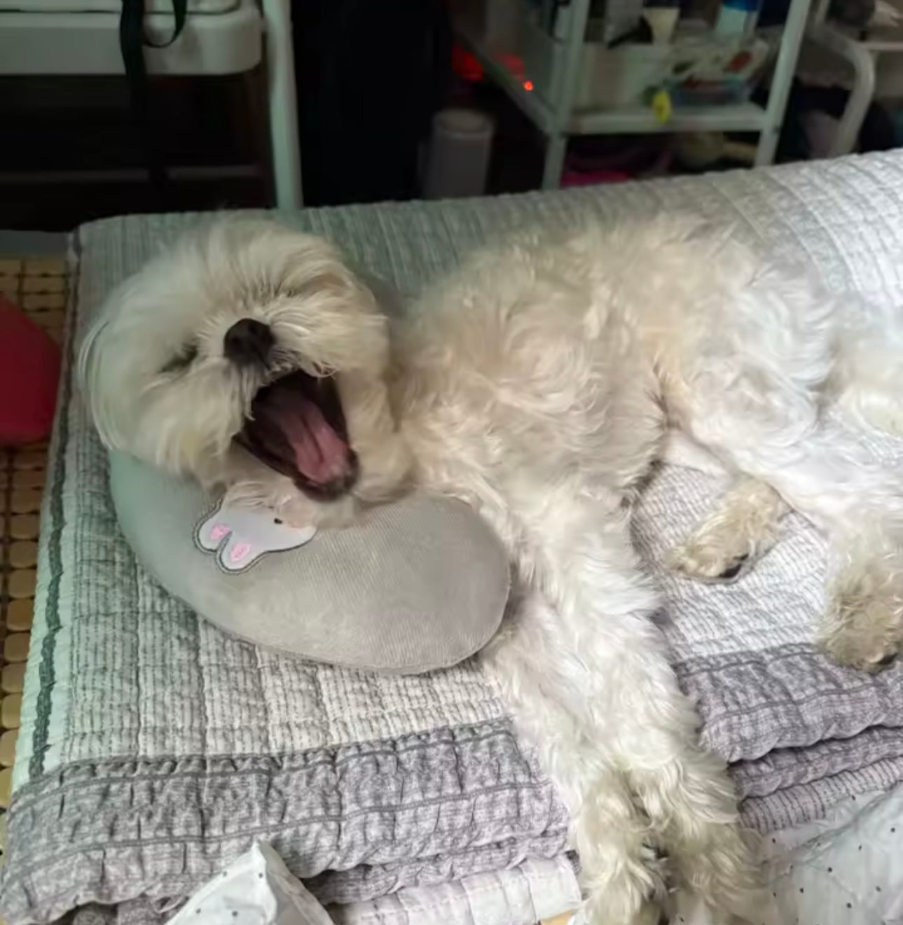 Coussin apaisant de forme arrondi pour animaux